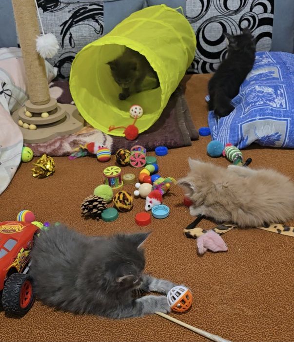 Котята породы Мейнкун