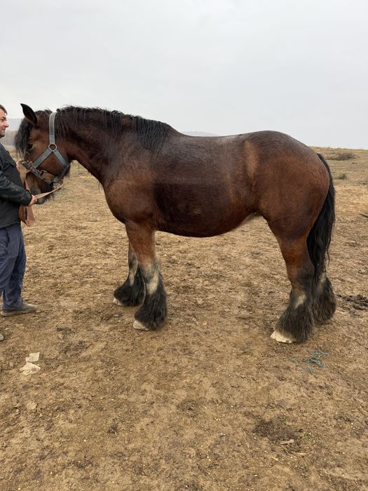 Iapa  Cal rasa Belgian cu Pedigree gestante