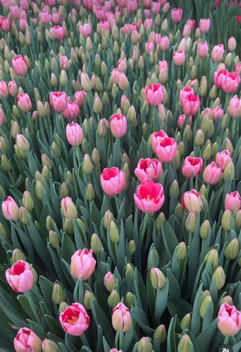 Тюльпаны оптом и в розницу