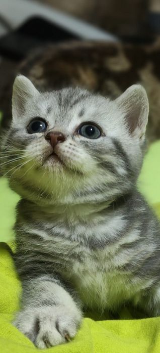 Продам котят шотландская  вислоухая
