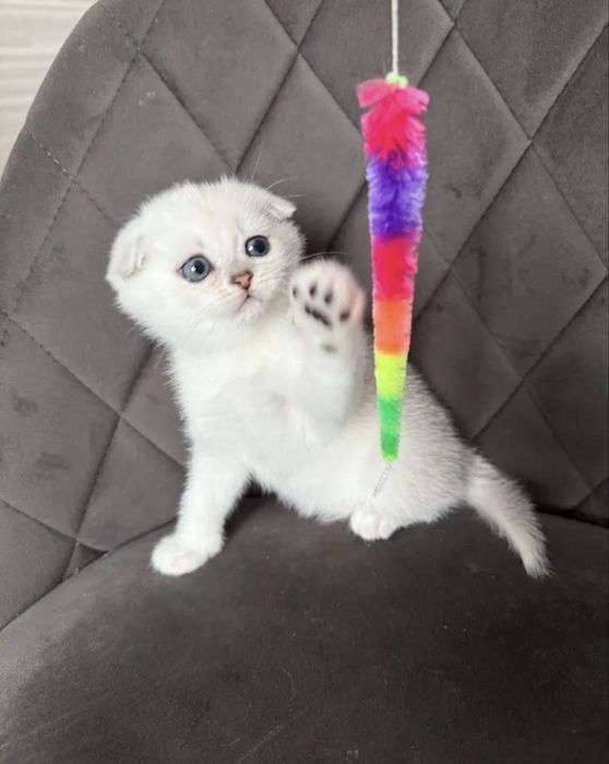 Шотланский вислоухий котенок