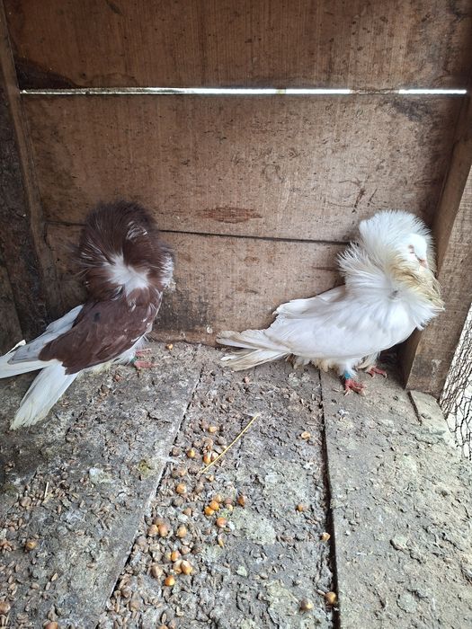 Vând pereche maria stuart