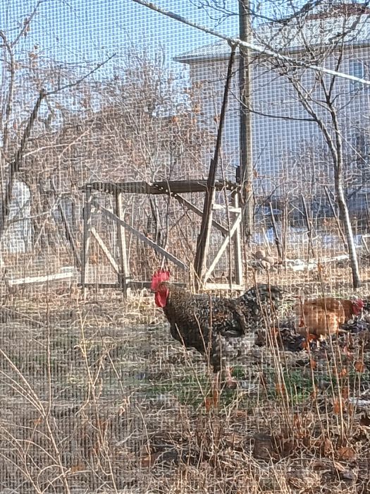 Продается петухи