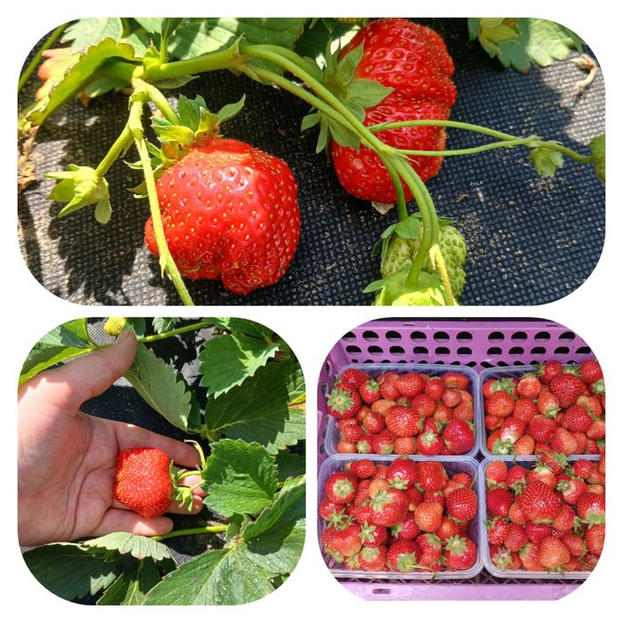 Продам свежесобранную ягоду клубники