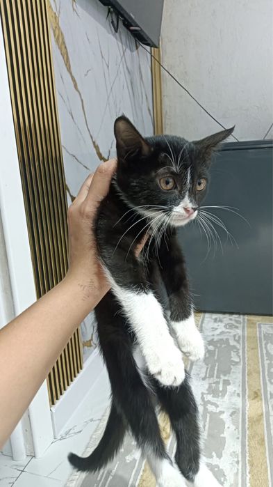 отдам котенка в добрые руки