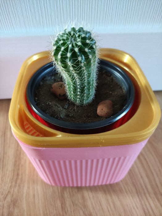 Кактус украсит ваш дом