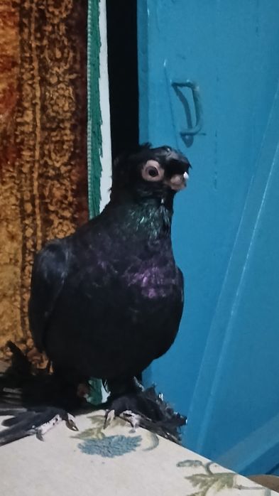 Жучка голубка  смаленая