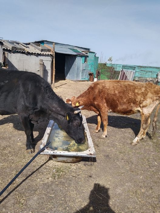 Продам коров и стельную телку