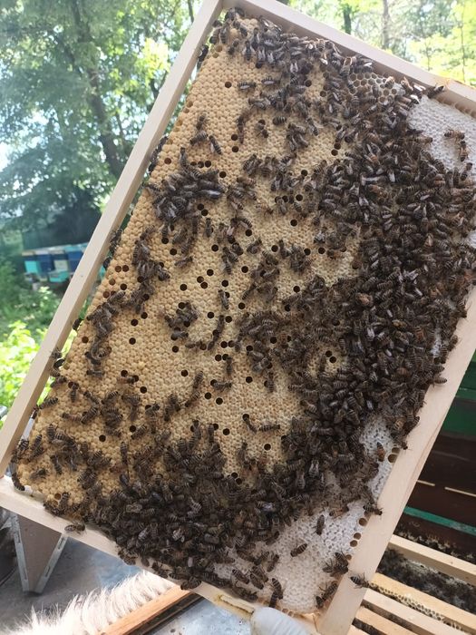 Regine/matci f1 transvazate