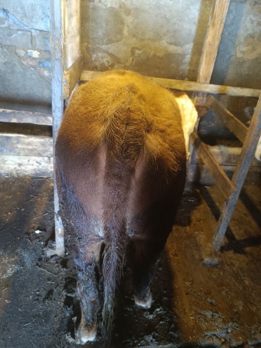 Продаю Бычкова телок