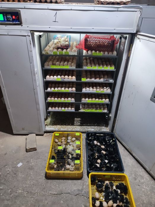 inkubatr xizmati kur tovuq bilan bir xil ochadi ishonchli va juda qula