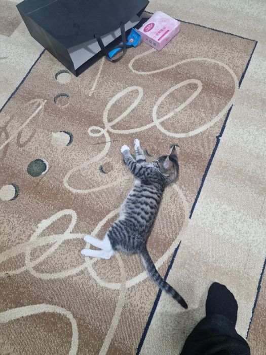 Ураган нежности ищет дом!