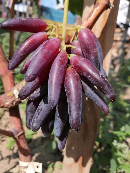 Butași Viță De Vie Certificați Anul 3 De Vegetație