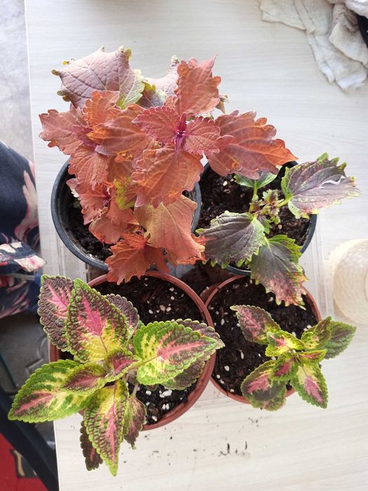 Колеусы разных видов