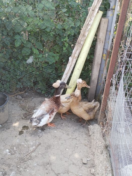 Vând familie de rațe moțate ( 1  mascul și 2 femele)