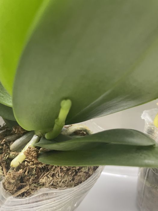 Орхидеи по 2500т