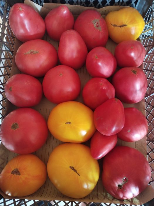 Продам домашние помидоры.