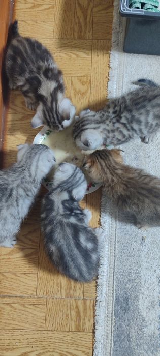 Продам котенка скотиш фолд