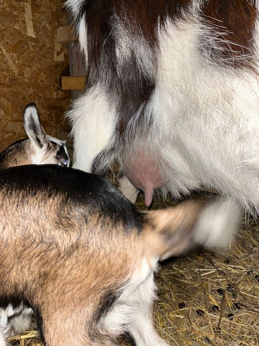 Vand capre cu 2 iezi