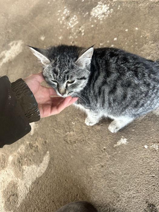 Ласковая киса ищет дом