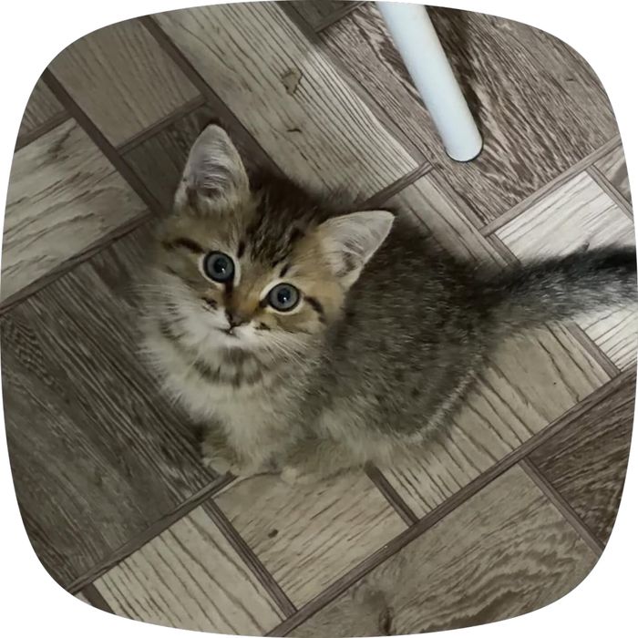 Продается домашняя кошка