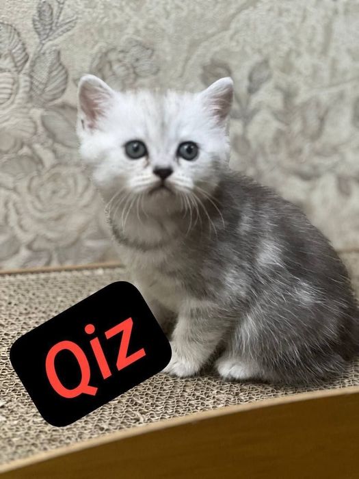 Skotish fold mushukchala скотишфолд котятя