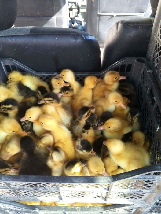 Урдак жужа парандаларни хамма туридан бор