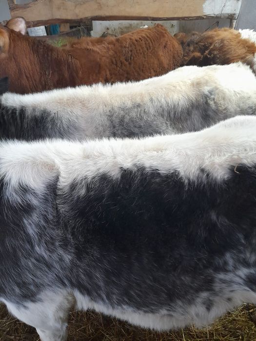 Vitele belgiene ,baltate 170- 200 kg