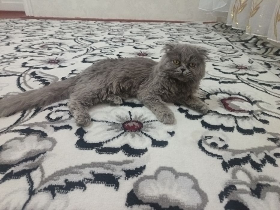 Zotli mushuk sotiladi