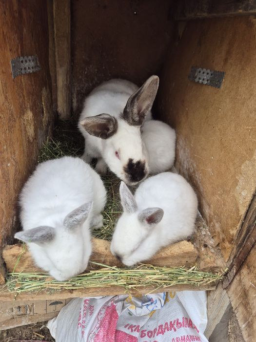 Кролики евро калиф