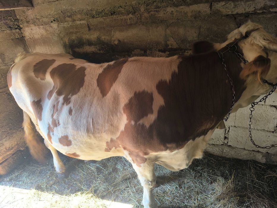 Vând vaca de opt ani