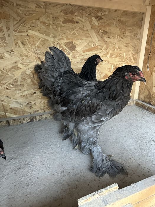 Familie brahma albastru  3+1
