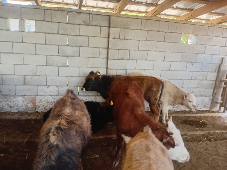 15 бас бызау круг