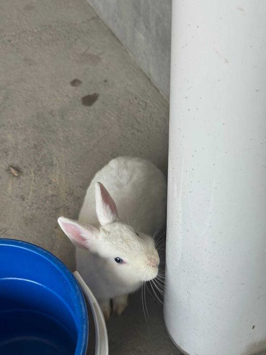 Quyon зайчик sotiladi