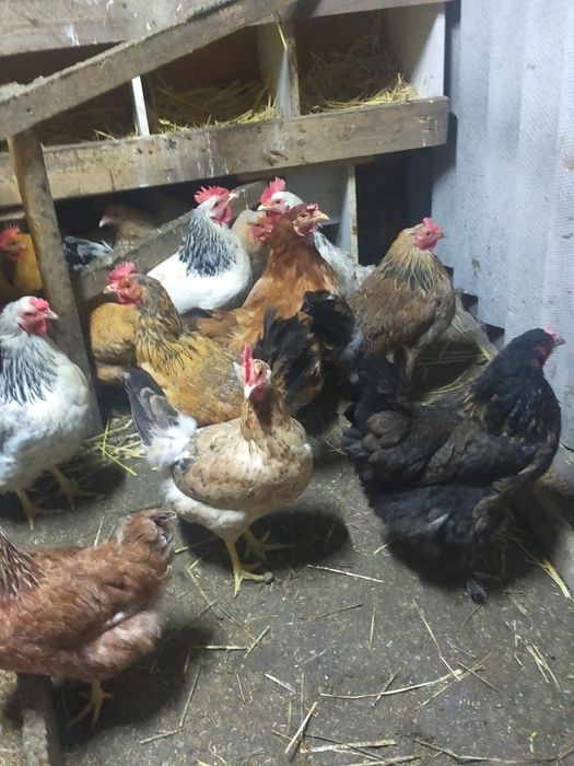 Яйца  инкубационный