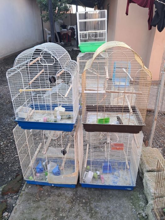 Vînd sau schimb colivii