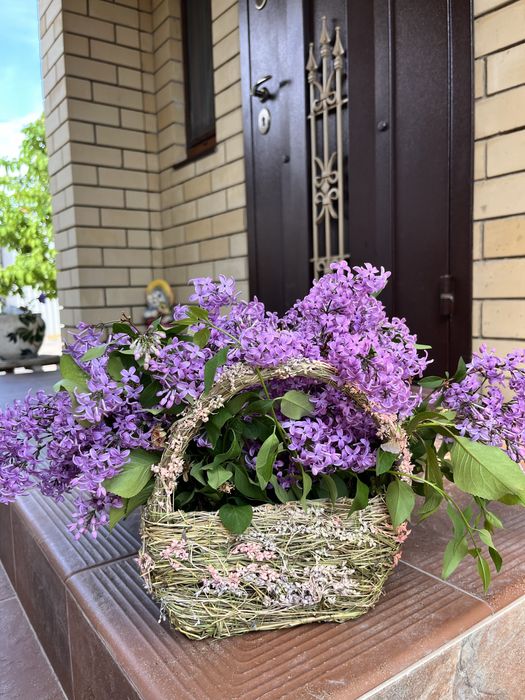 Сирень апрельская