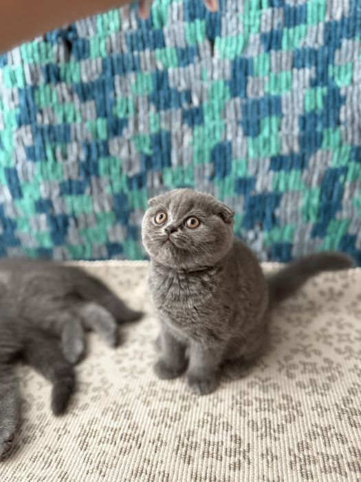 Pisici disponibile 2 luni