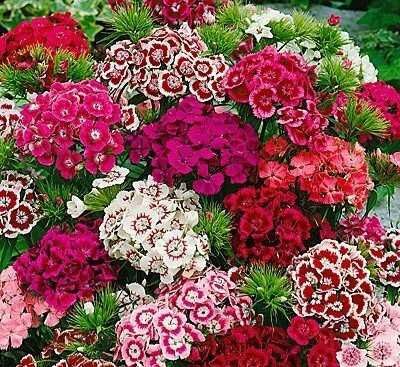 Топ карамфил  многогодишен