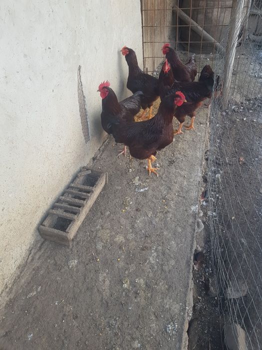 Cocoși rasă pură road island  reed