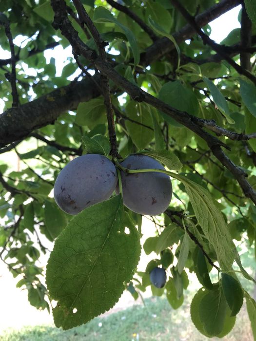 Prune bio din livada nestropita
