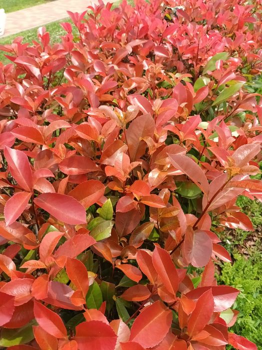 Photinia Red Robin ,gard viu