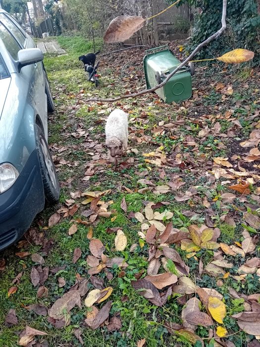 Логото романьол  кучета