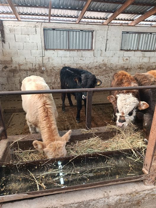 Продаются бычки подсосы