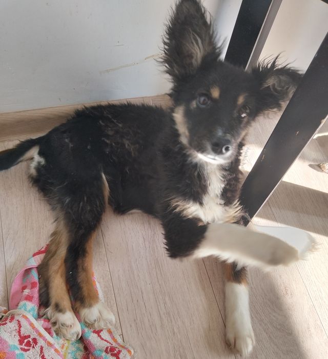 Ищем щенку хорошего хозяина.