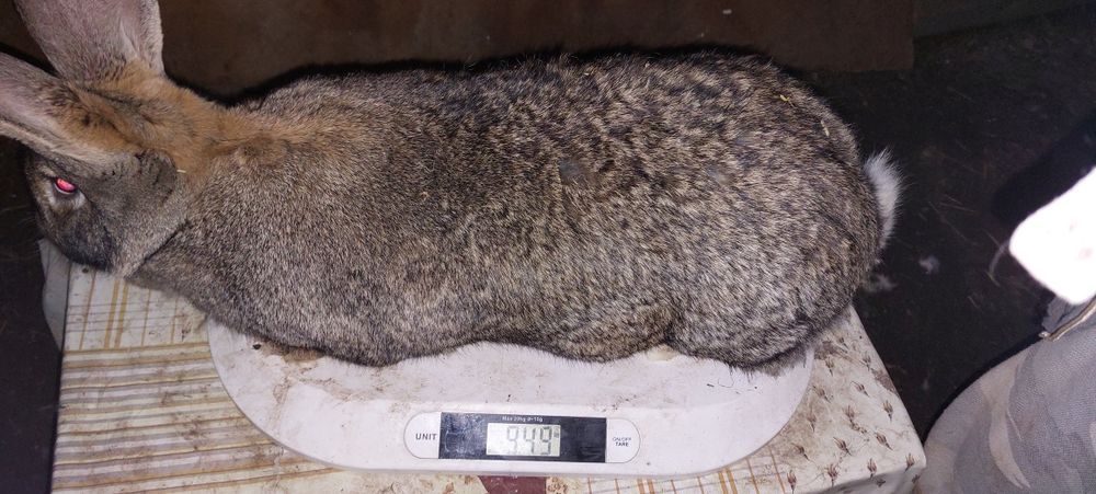 Disponibil din lini foarte bună