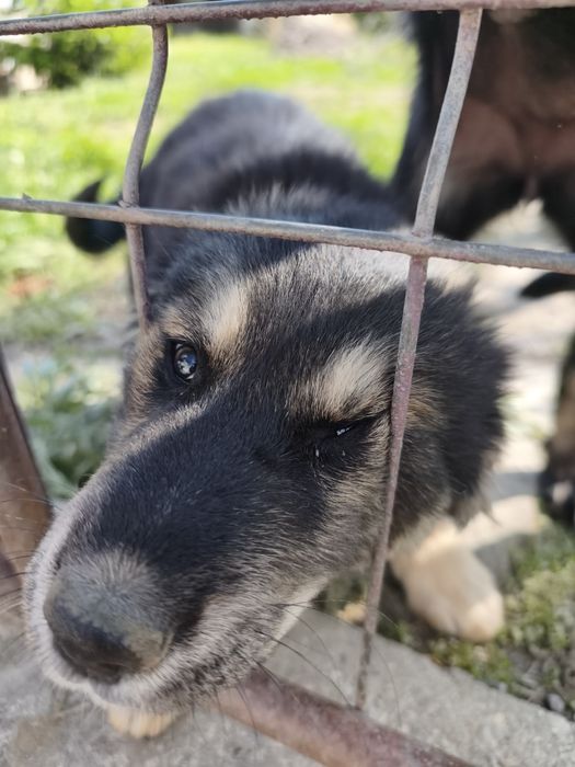 Donez pui de cățel (3 luni)