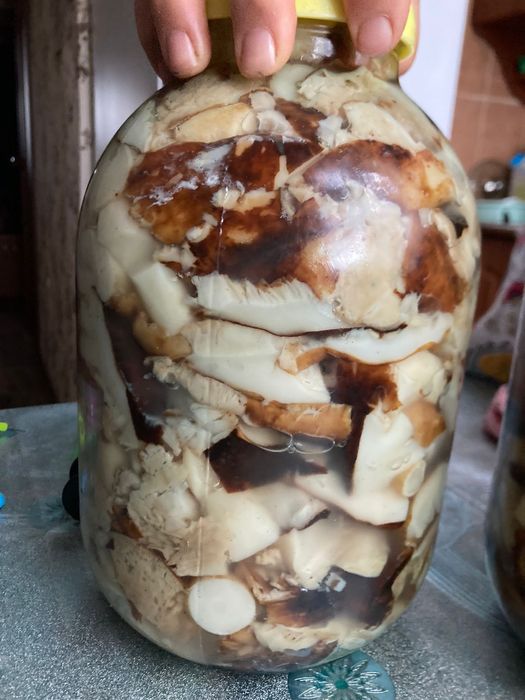 Продам грибы 2023