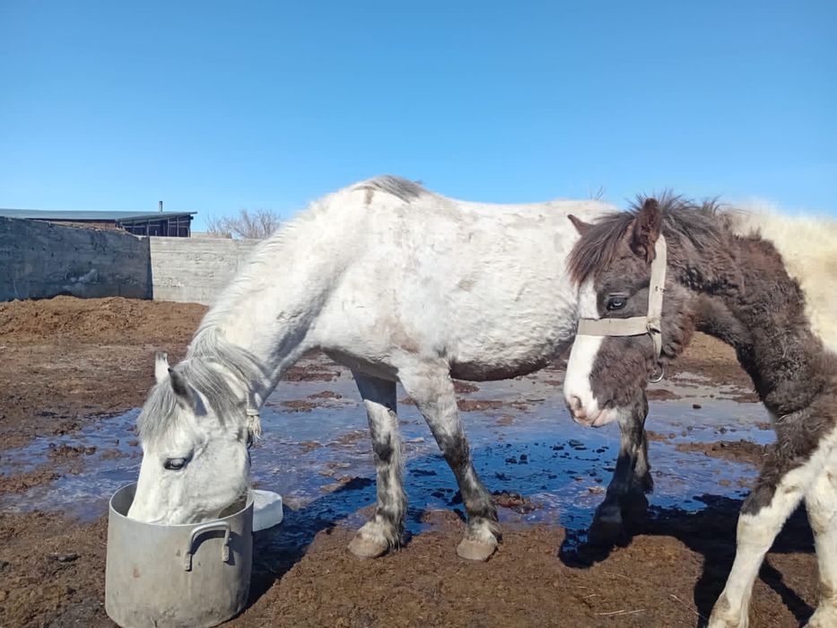 Бие сатылады полутяж