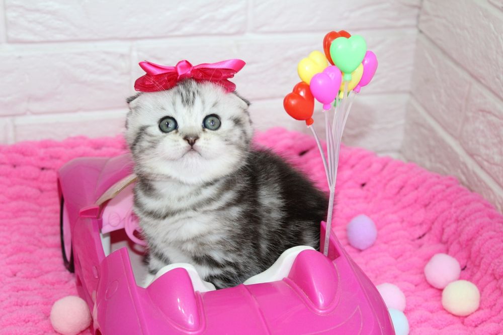 Шотландские  котята/